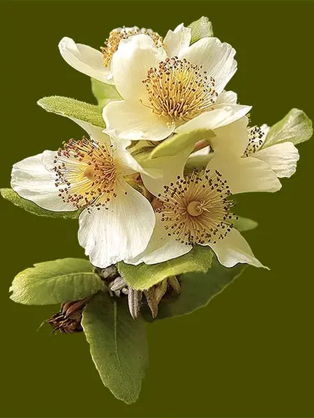 Esteros del Sur - Foto Decorativa 2